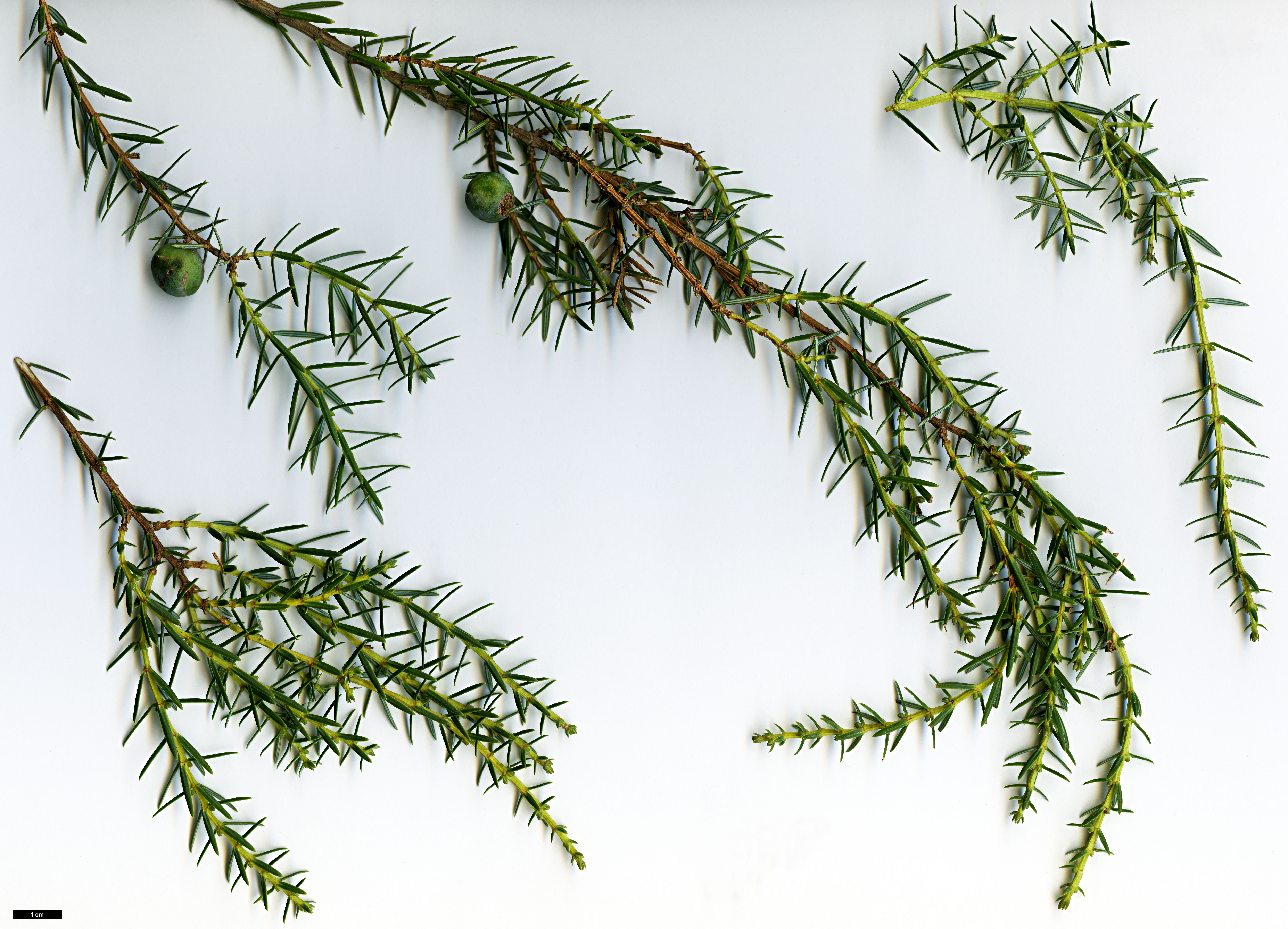 High resolution image: Family: Cupressaceae - Genus: Juniperus - Taxon: cedrus